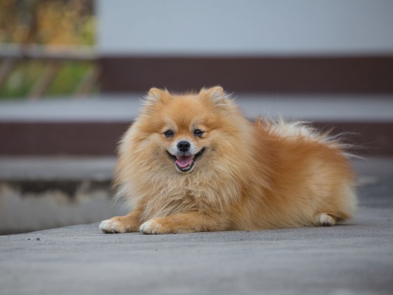 Quanto-tempo-vive-um-lulu-da-pomerania-3