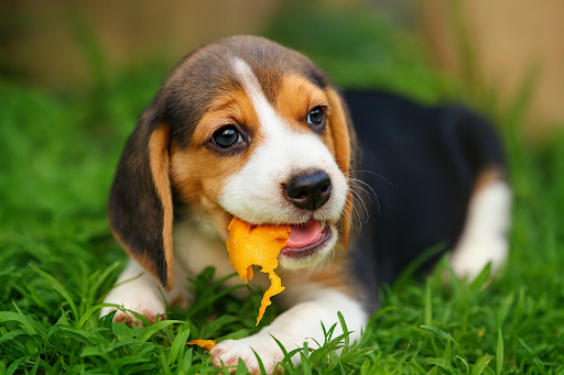 cachorro-pode-comer-manga-02