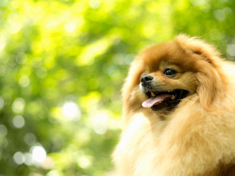 spitz-alemao-doencas-comuns-2