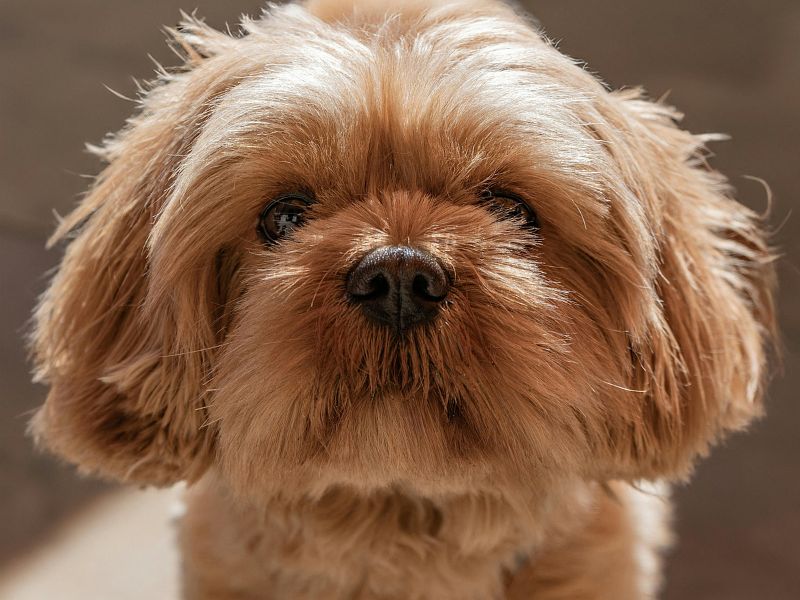 quanto-tempo-vive-um-shih-tzu_