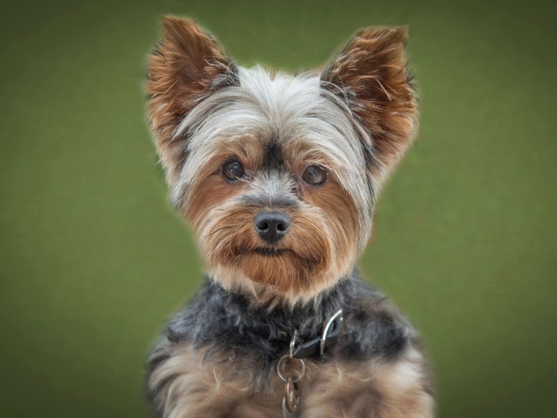 quanto-tempo-vive-um-yorkshire_-4