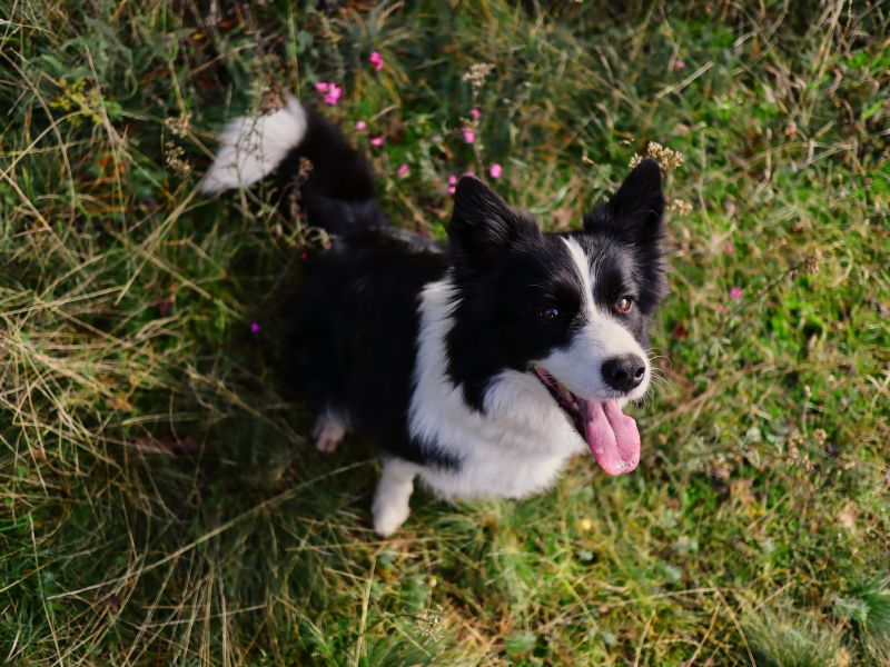quanto-tempo-vive-um-border-collie-4