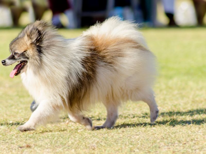 spitz-alemao-doencas-comuns-4