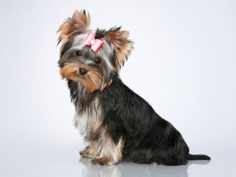 como-saber-se-yorkshire-e-puro