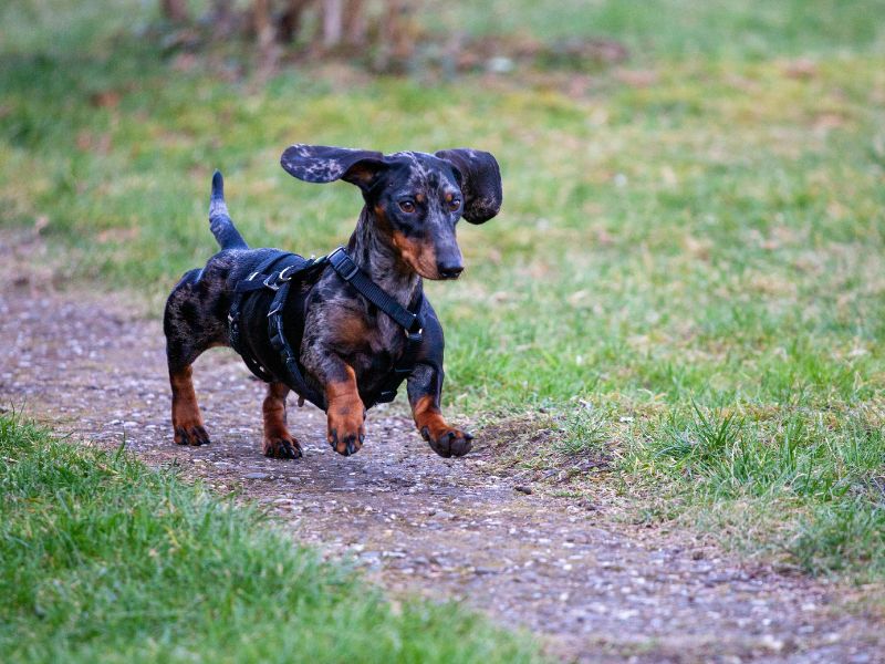 dachshund-doencas-mais-comuns_