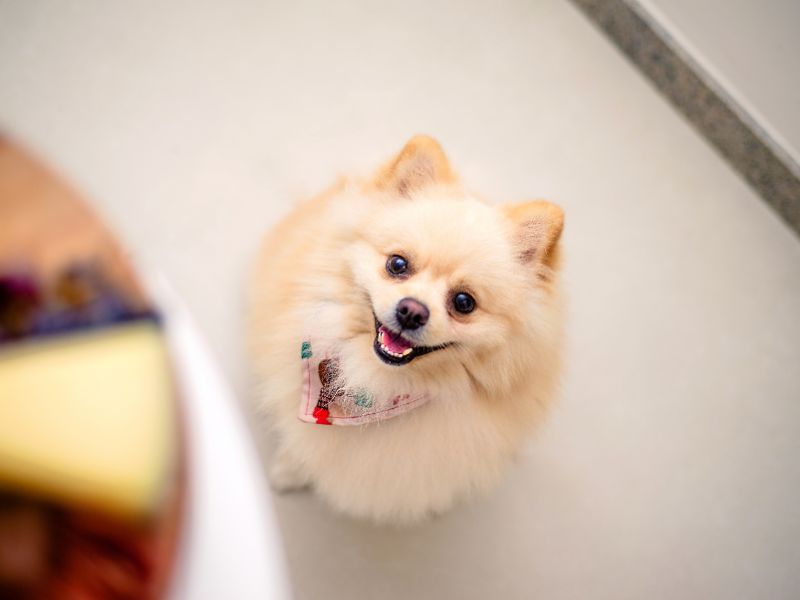 Quanto-tempo-vive-um-lulu-da-pomerania-4