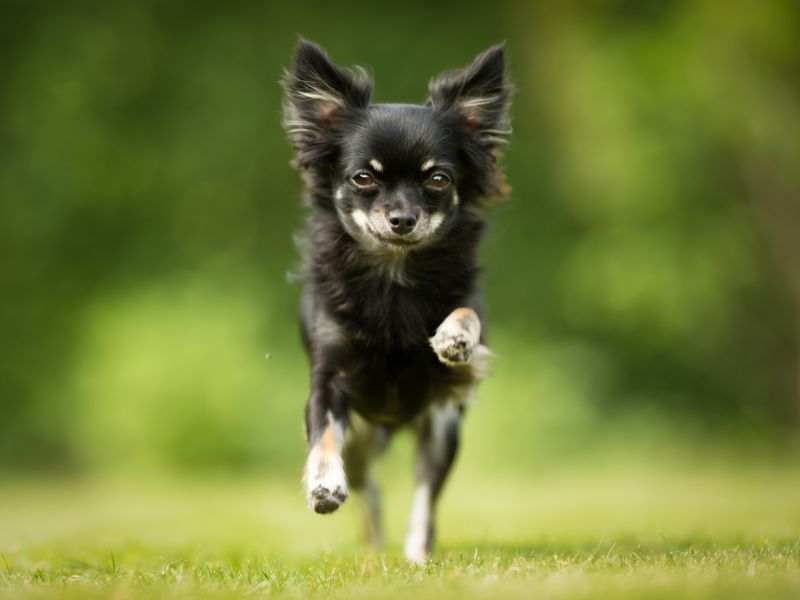 quanto-tempo-vive-um-chihuahua_-3