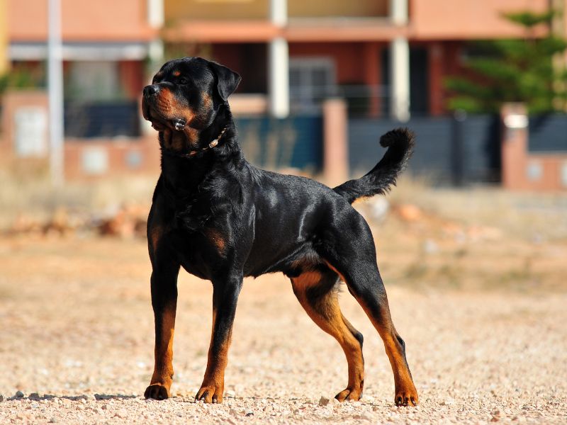 quanto-tempo-vive-um-rottweiler-3