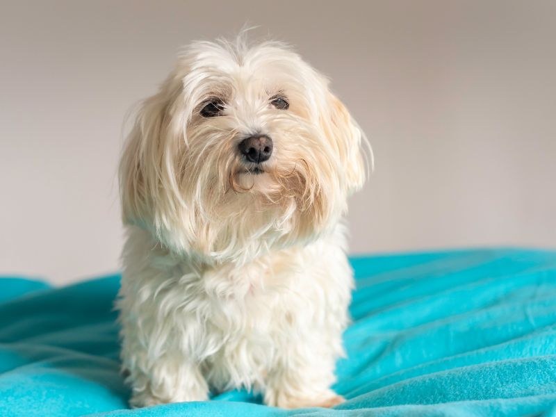 como-saber-se-o-maltes-e-puro-4