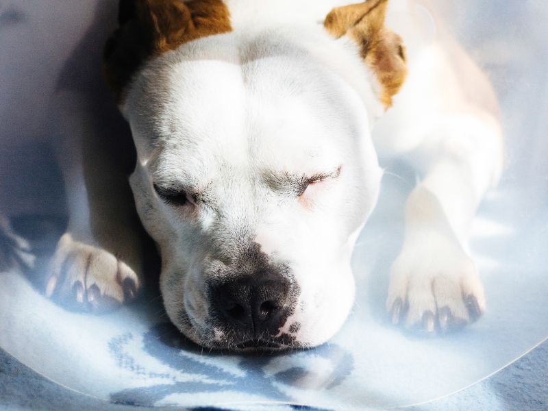 doenca-do-carrapato-em-cachorro-4