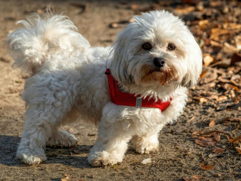 como-saber-se-o-maltes-e-puro-2