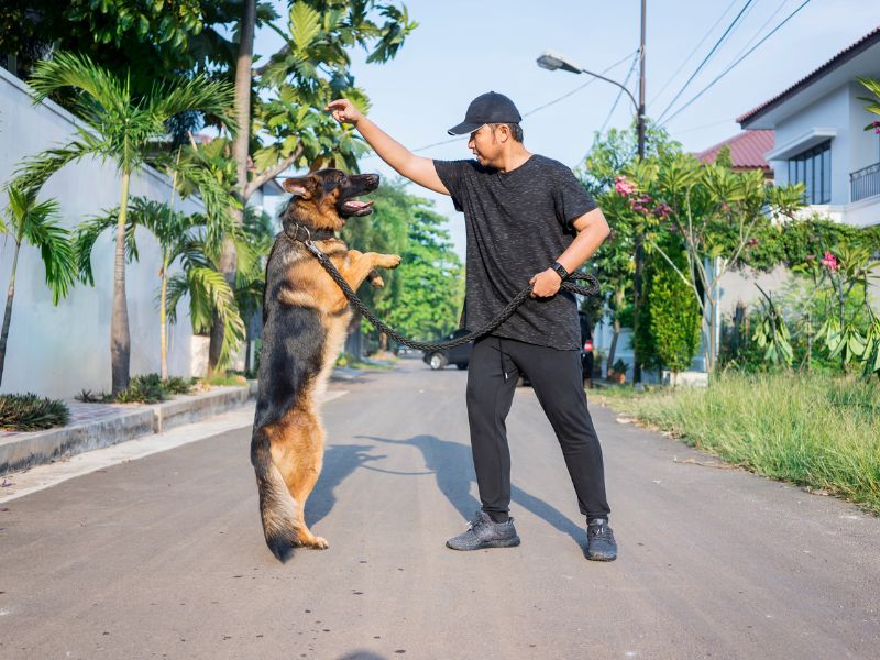 Quanto-tempo-vive-um-lulu-da-pastor-alemao-4