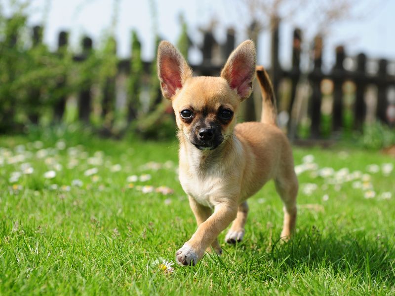 quanto-tempo-vive-um-chihuahua_-2