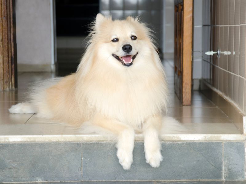 spitz-alemao-doencas-comuns-3