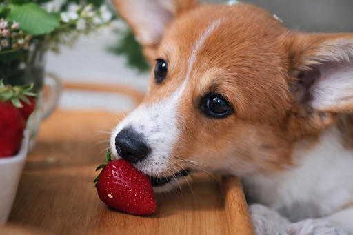 cachorro-pode-comer-morango-2