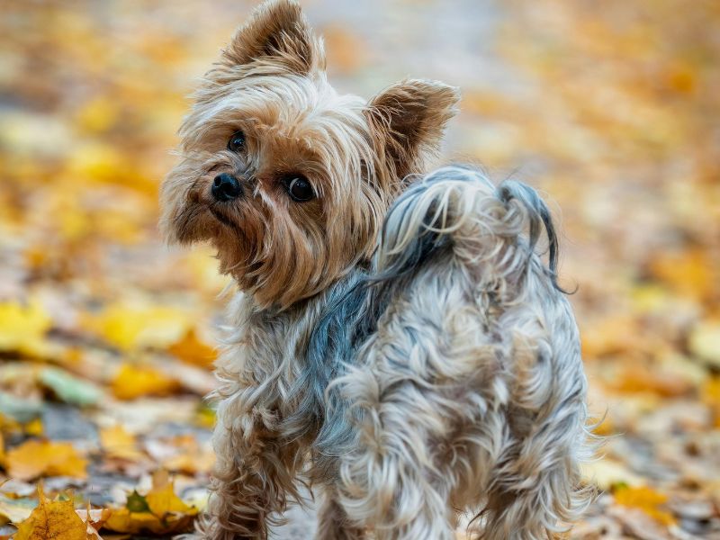 como-saber-se-yorkshire-e-puro-2