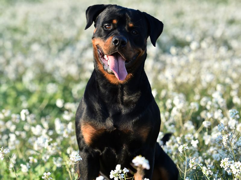 quanto-tempo-vive-um-rottweiler-2