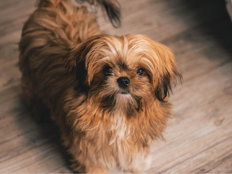 como-saber-se-o-shih-tzu-e-puro_-4