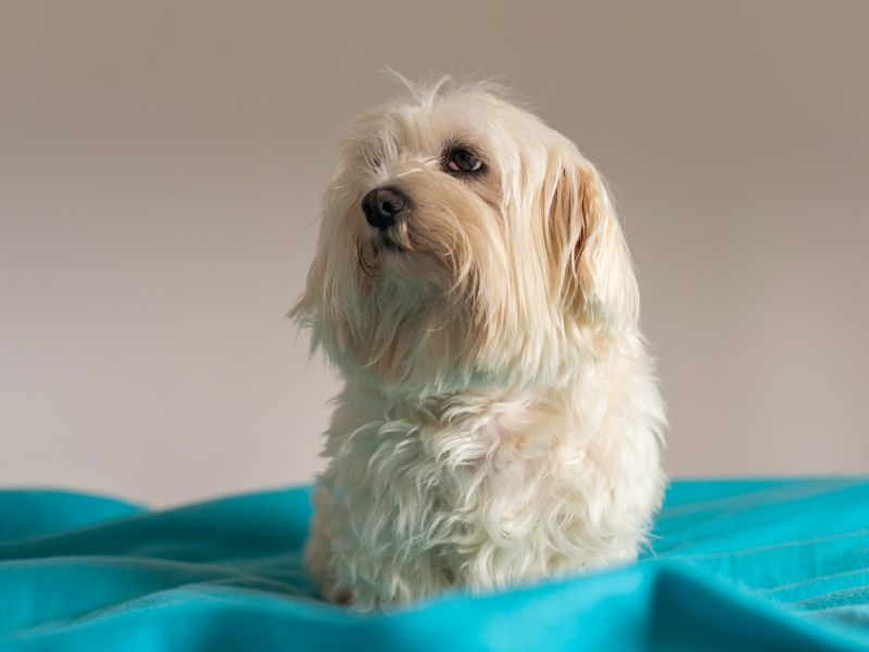 quanto-tempo-vive-um-maltes-4