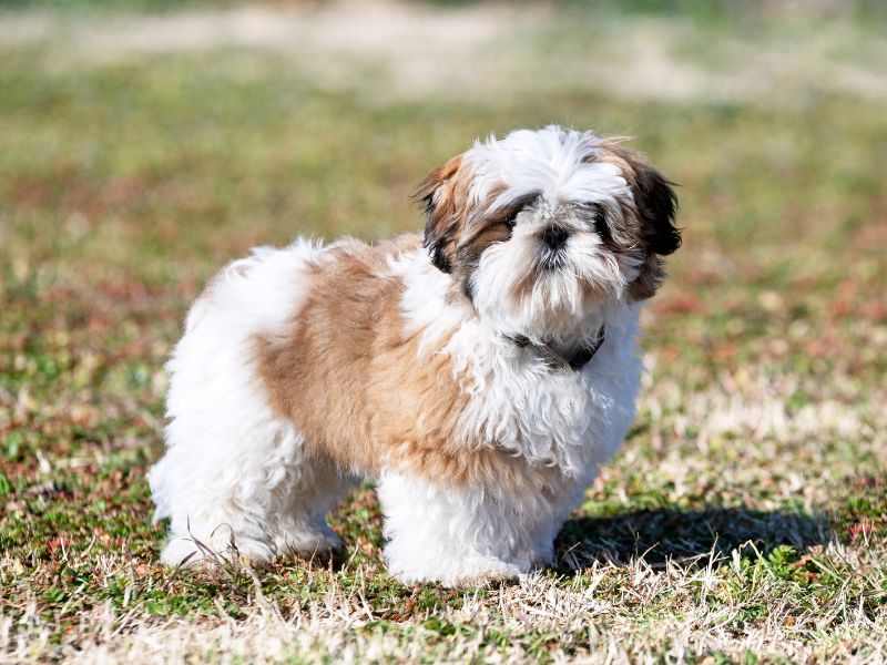 quanto-tempo-vive-um-shih-tzu_-2