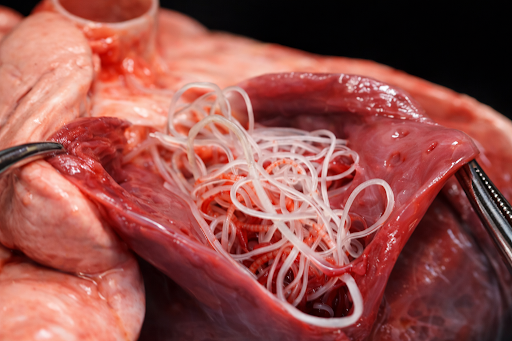 transmissao-verme-coracao-cachorro-02