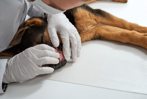 doenca-do-carrapato-tem-cura-03