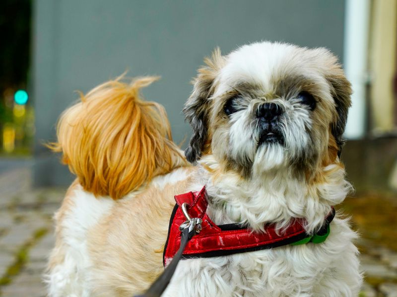quanto-tempo-vive-um-shih-tzu_-4