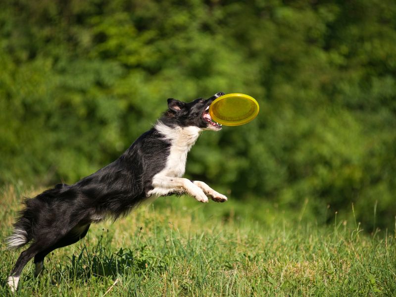 quanto-tempo-vive-um-border-collie-3