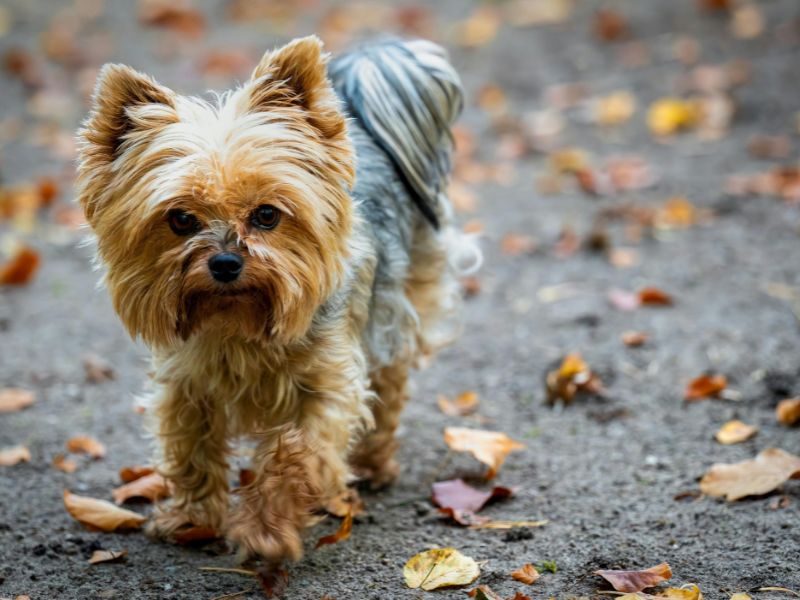 quanto-tempo-vive-um-yorkshire_-2