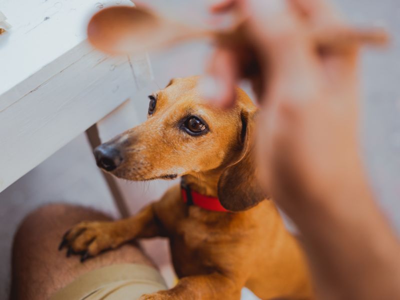 como-saber-se-meu-dachshund-e-puro_-4