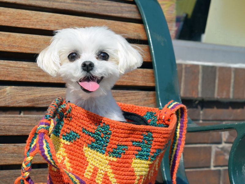 quanto-tempo-vive-um-maltes-3