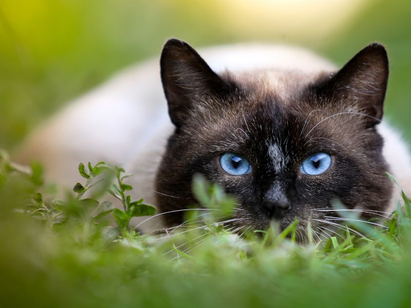 teste-genetico-para-gatos