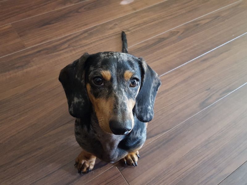 como-saber-se-meu-dachshund-e-puro_-2