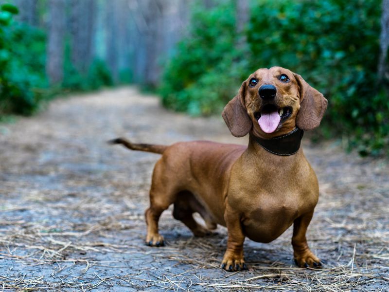 como-saber-se-meu-dachshund-e-puro_-3