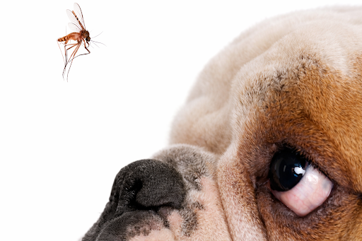 transmissao-verme-coracao-cachorro-01