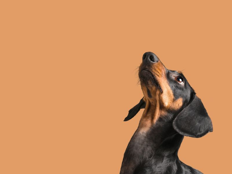 o-que-e-anticorpo-monoclal-2