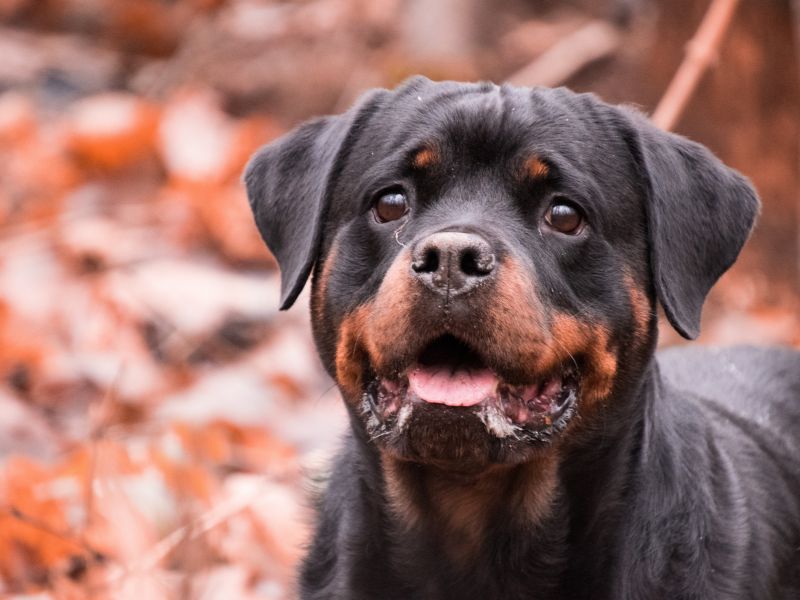 quanto-tempo-vive-um-rottweiler-4