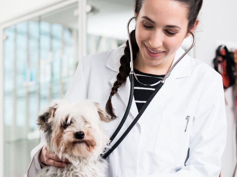 doenca-do-carrapato-em-cachorro-3