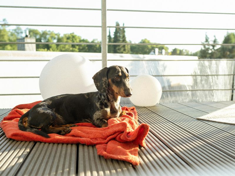 dachshund-doencas-mais-comuns_-4