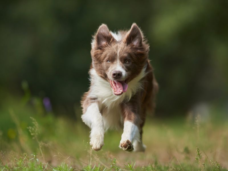 quanto-tempo-vive-um-border-collie-2