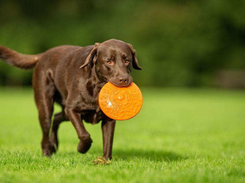 o-que-e-anticorpo-monoclal