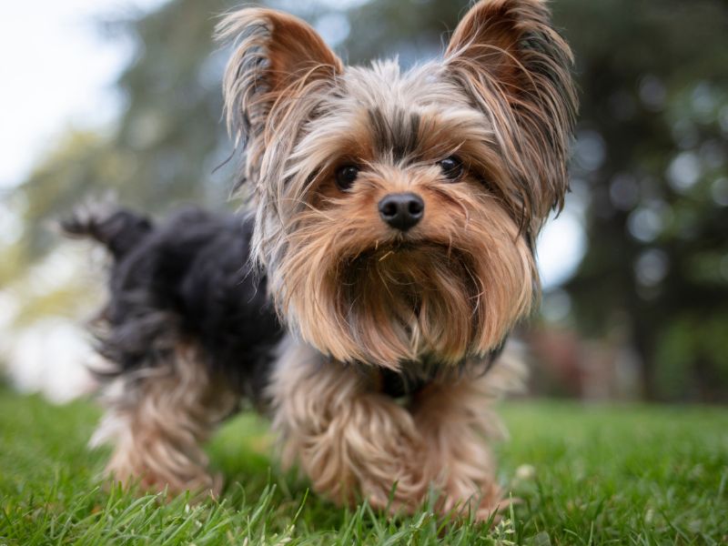 quanto-tempo-vive-um-yorkshire_-3